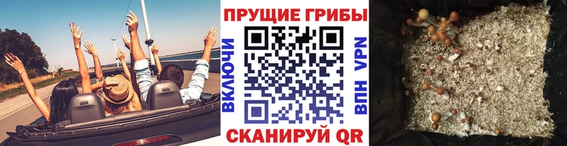 Купить  Гусев  Галлюциногенные грибы GOLDEN TEACHER 
